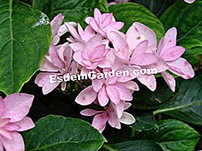 Hydrangea macrophylla You and Me 'Together' - (ortensia) Ortensia Tu ed io