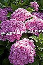 Hydrangea macrophylla You and Me 'Together' - (together) Hydrangea macrophylla You & Me 'Together'
