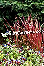 Imperata cylindrica 'レッドバロン' - (Imperata) Imperata cylindricaレッドバロン - セラトストリガ