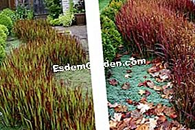 Imperata cylindrica 'レッドバロン' - (Imperata cylindrica) Imperata cylindricaレッドバロン、春と秋