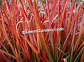 Imperata cylindrica 'レッドバロン' - (Imperata cylindrica) Imperata cylindricaレッドバロン