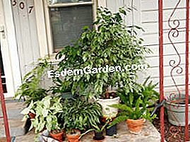 屋内植物:それらを外に置く!