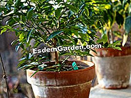屋内植物:それらを外に置く! - (屋内植物) 庭の柑橘類