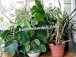 屋内植物:それらを外に置く! - (4つの壁の間で人生を過ごし、窓の窓から日光を堪能してください。屋内植物に課す環境はあまり自然ではありません。彼らが冬の終わりに熱狂するのを見つけるために?今年の夏、彼らは庭での滞在に値しました!) 外部の緑の植物