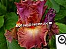 Iris, pavasario laimė - laimė Iris Lady of Hearts