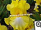 Iris, pavasario laimė - rainelės Iris Dominique C.