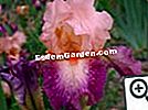 Iris, pavasario laimė - laimė Persijos Iris Rose