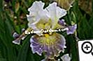 Iris, pavasario laimė - Iris Iris Pilkas dangus ant Poilly