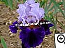 Iris, pavasario laimė - gėlės Iris magnetas