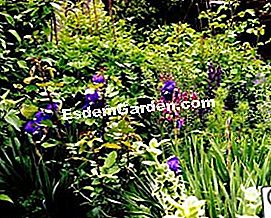 Iris, la felicità della primavera - (della) Scena con iris e nepetas
