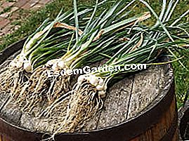 Puerro perenne - (puerro) Puerros perpetua