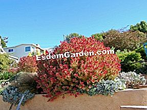 Leucadendron: Leucadendron