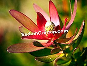 Leucadendron: Leucadendron