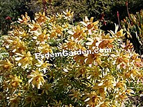 Leucadendron: Leucadendron