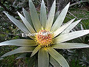 Leucadendron: Listí