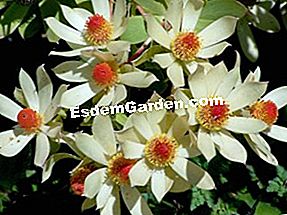 Leucadendron: Leucadendron