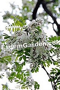 Linden und Akazien von purer Freude - (akazien) Faux-Akazienblüten (Robinie)