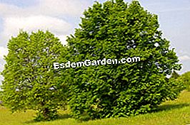 Linden und Akazien von purer Freude - (Linden) Tilleuls - © jeremy hugues dit ciles - Fotolia.com