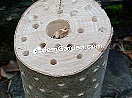 Registro brillante para el jardín de fiesta - (brillante) Agujeros decorativos
