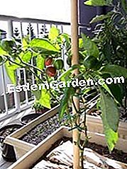 Verdura in vaso sul balcone