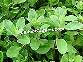 Marjoram - (untuk) daun marjoram