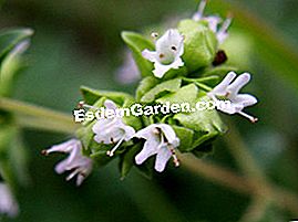 Marjoram - (pada) Bunga Marjoram