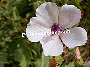 Marshmallow: Althea officinalis