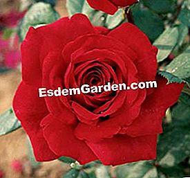 Meilland: die schönsten Rosen - (Rosen) Rose Botero