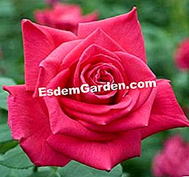 Meilland: die schönsten Rosen - (rosier) Rose Lolita Lempicka