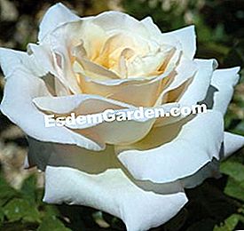 Meilland: die schönsten Rosen - (rosier) Rosengärten von Bagatelle
