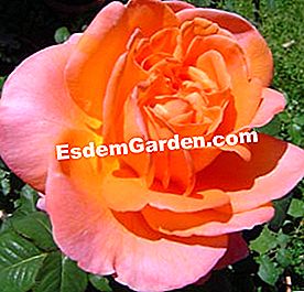 Meilland: die schönsten Rosen - (Rosen) Rose René Goscinny