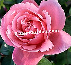 Meilland: die schönsten Rosen - (schönsten) Rosenlinie Renaud
