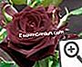 Meilland: die schönsten Rosen - (meilland) Rosa schwarzer Baccarat
