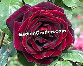 Meilland: die schönsten Rosen - (schönsten) Rose Papa Meilland