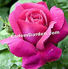 Meilland: die schönsten Rosen - (rosier) Rosen-Caprice von Meilland