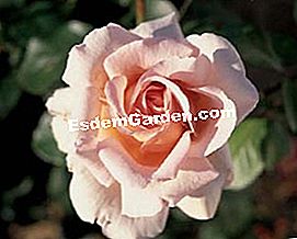 Meilland: die schönsten Rosen - (schönsten) Rose André Le Nôtre