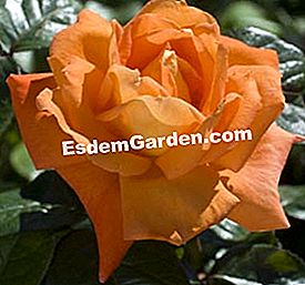 Meilland: die schönsten Rosen - (Rosen) Rose Louis de Funès