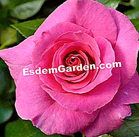Meilland: die schönsten Rosen - (schönsten) Rose Manou Meilland