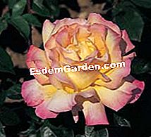 Meilland: die schönsten Rosen - (rosier) Rose Madame A. Meilland