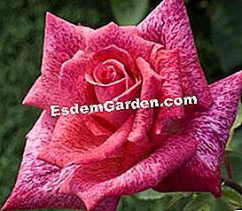 Meilland: die schönsten Rosen - (Rosen) Rose Pierre Cardin