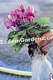 Mini-cyclamen terdedah akar: apa hiasan! - (yang) Pembersihan akar kasar
