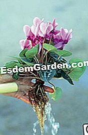 Mini-cyclamen terdedah akar: apa hiasan! - (terdedah) Kemasan: pembersihan tekanan rendah