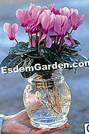 Mini-cyclamen terdedah akar: apa hiasan! - (yang) Mini cyclamen terdedah akar dalam hiasan meja
