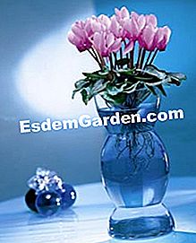 Mini-cyclamen terdedah akar: apa hiasan! - (mini-cyclamen) Mini cyclamen terdedah akar dalam pasu