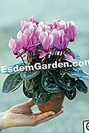 Mini-cyclamen terdedah akar: apa hiasan! - (akar) Cyclamen pasu mini