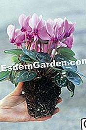 Mini-cyclamen terdedah akar: apa hiasan! - (mini-cyclamen) Daripada periuk