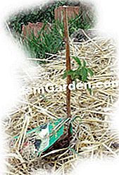 ラズベリーの根 - 天然ストローマルチ