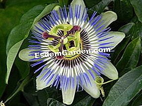 ブルーパッションフラワー（passiflora caerulea）