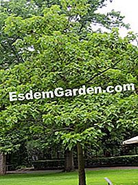 Paulownia
