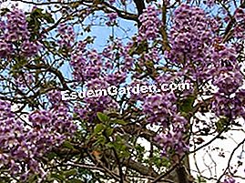 Paulownia - (adalah pokok) Paulownia - bunga